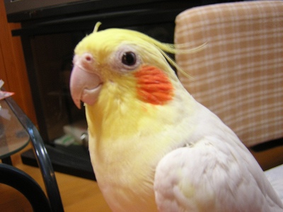 かめきち