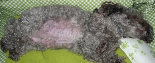 tummy_after