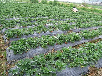 一面のイチゴ畑！