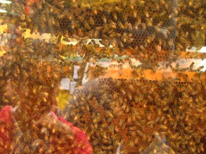 こんなにたくさんの蜂が・・・