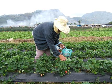 イチゴを摘むおばさん