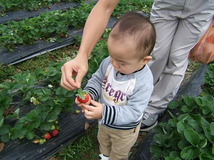 ほうら、イチゴだよ～