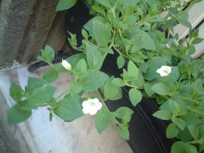 5/4ホワイト　ブリエッタ