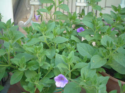 5/4マジカルブルー　ブリエッタ