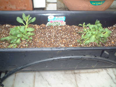 ホワイト　ブリエッタ