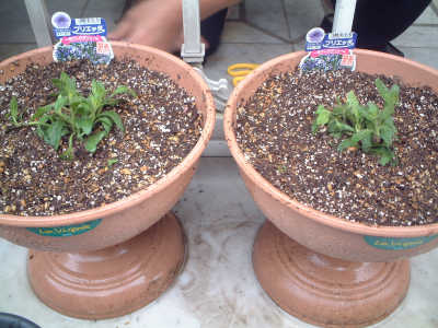 マジカルブルー　ブリエッタ