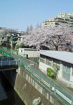 桜