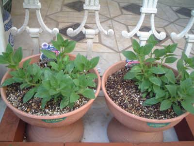 4/20マジカルブルー　ブリエッタ