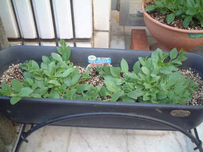 4/20 ホワイト　ブリエッタ