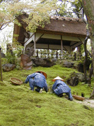 兼六園　草むしり.jpg