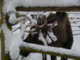 Sｽｶﾝｾﾝ1動物.jpg