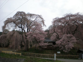 P4160448　しだれ桜.JPG