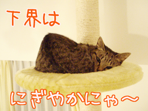 071024-1下界はにぎやかにゃ～