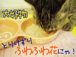070929-1大好物、とりけずり・ふわふわ花にゃ！