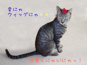 070401-可愛くにゃいにゃ！