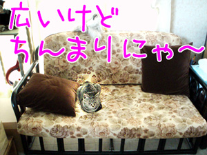 070505-2広いにゃ～