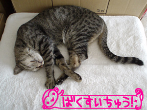 070627-1爆睡にゃ！