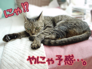 070922-2やにゃ予感・・・。