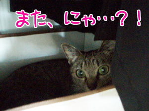 070917-3また・・・にゃ～！