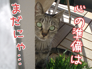 071028-1心の準備はまだにゃ・・・。