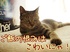 070810-1ご飯の恨みはこわいにゃ！