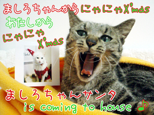 071213-1ましろちゃんサンタis coming to house♪