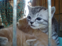 071028-2こにゃんこにゃ！