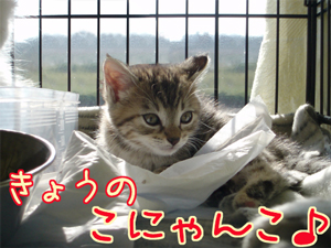 071125-2きょうのこにゃんこ