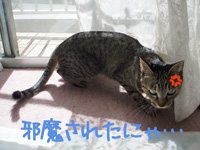 070917-2邪魔されたにゃ！