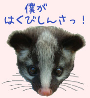 070918-僕がハクビシンさ！