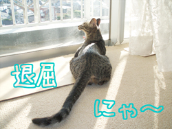 070521-2退屈にゃ～