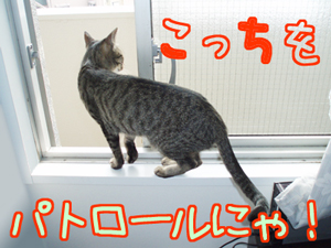 070521-3こっちをパトロールにゃ！