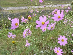 武蔵野公園コスモス