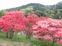 笠間つつじ公園