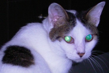 サーチアイビーーーム！