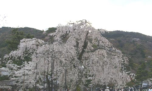 枝垂桜3.JPG