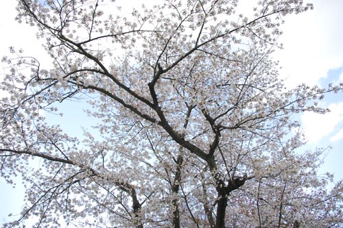 中ノ島の桜.JPG