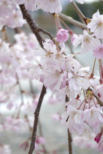 八重の桜と桂川2.JPG