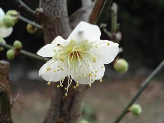 梅の花