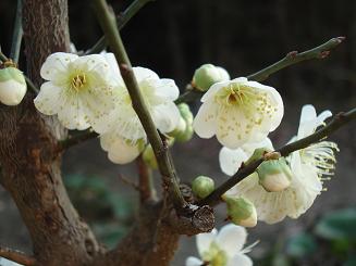 梅の花