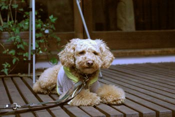 ウエイティング