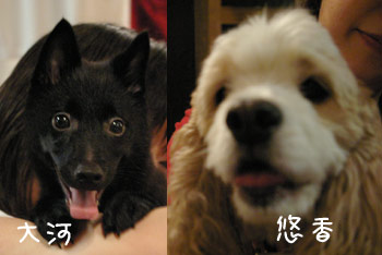 大河&悠香