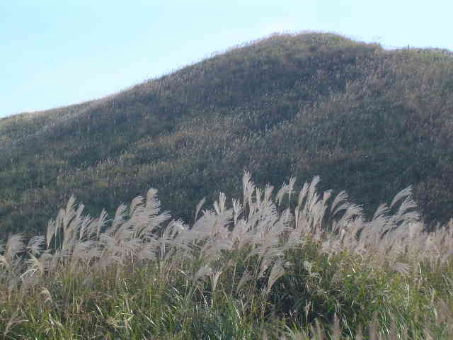 山とすすき
