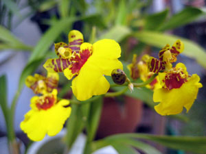 オンシジューム