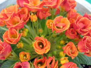 プリムラ・ジュリアン