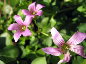 ムラサキカタバミ