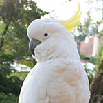 cockatoo9