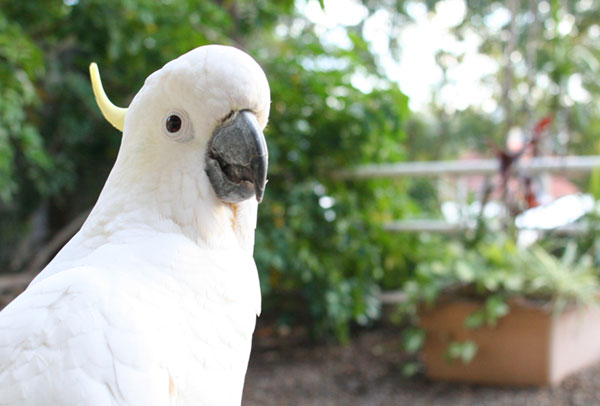 cockatoo10