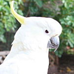cockatoo11