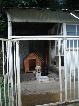 犬小屋完成